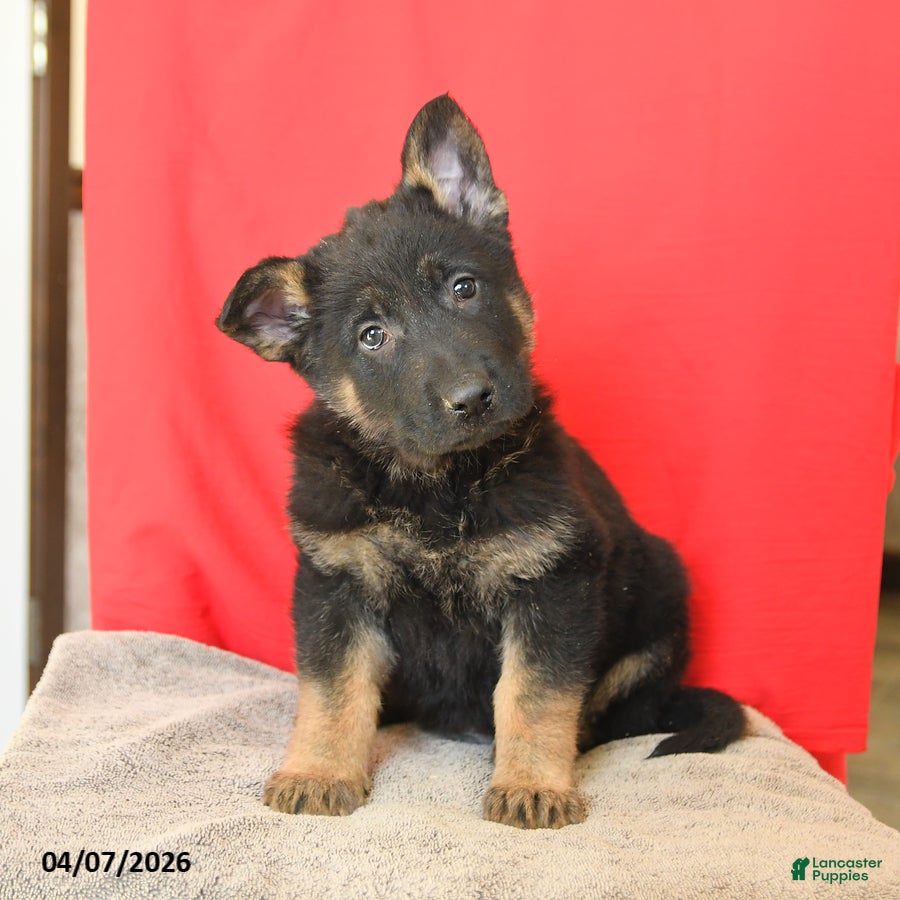 German Shepherd dogs Monty - Ad 1