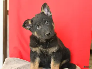 German Shepherd dogs for sale: Monty - Ad 1