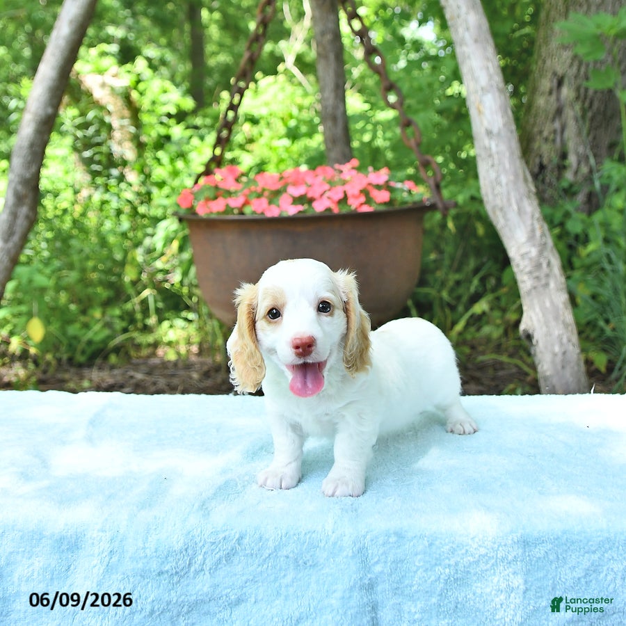 Miniature Dachshund dogs Precious - Ad 2