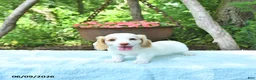 Miniature Dachshund dogs for sale: Precious - Ad 2