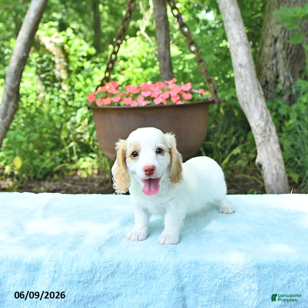 Miniature Dachshund dogs for sale: Precious - Ad 2
