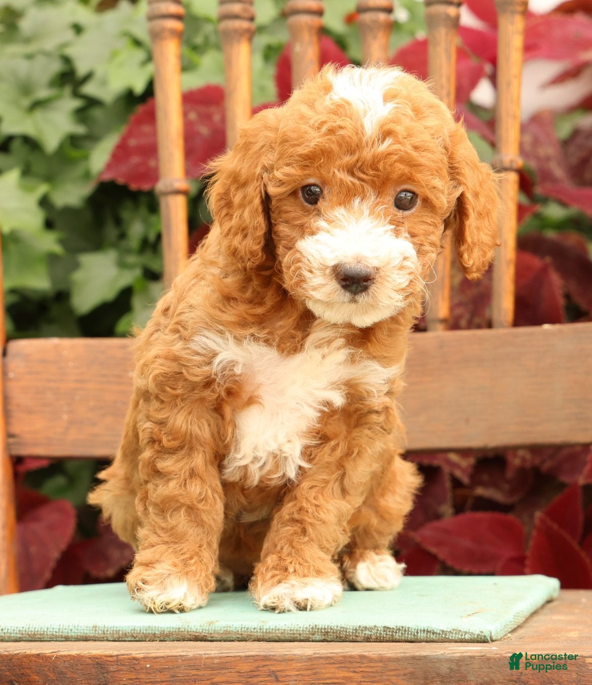 Miniature Poodle dogs Tessa - Ad 2