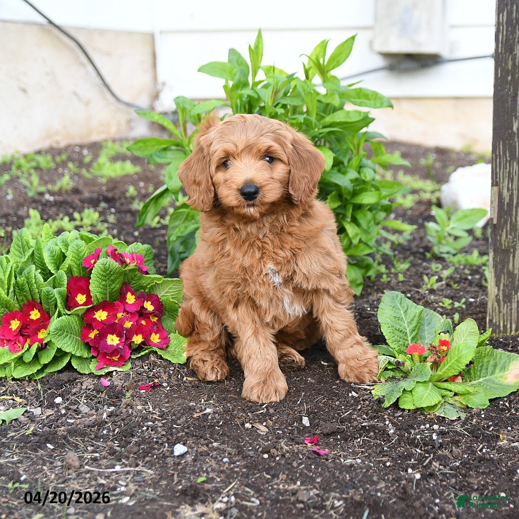 Mini Goldendoodle dogs Duffy - Ad 2