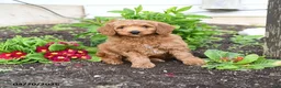 Mini Goldendoodle dogs for sale: Duffy - Ad 2