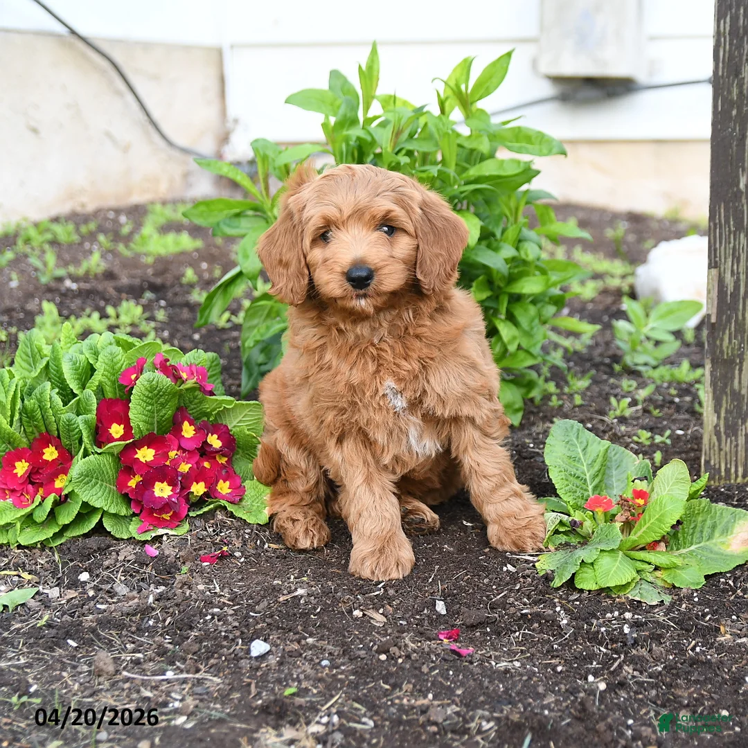 Mini Goldendoodle dogs for sale: Duffy - Ad 2
