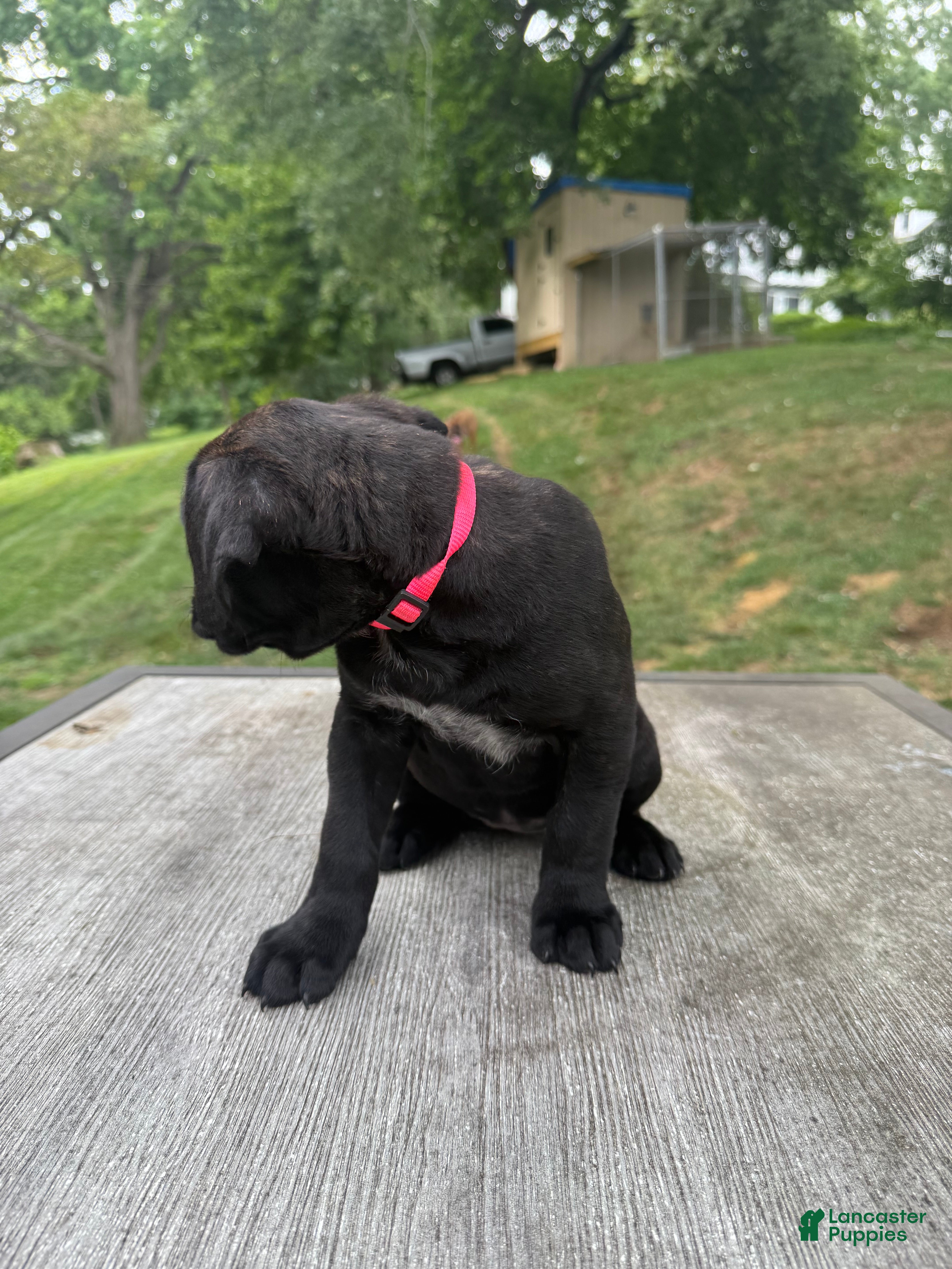 Cane Corso dogs Pink collar - Ad 2