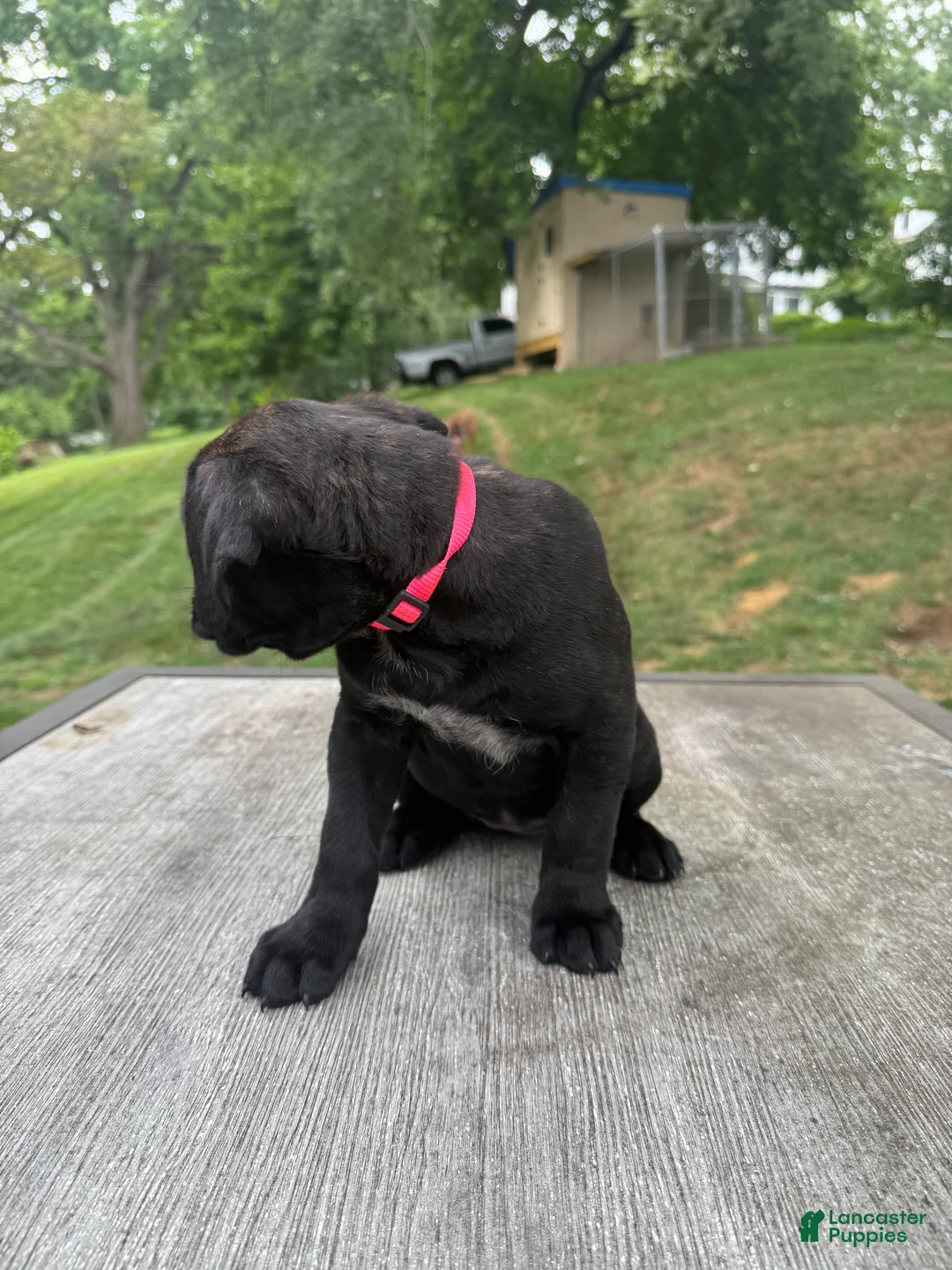 Cane Corso dogs for sale: Pink collar - Ad 2
