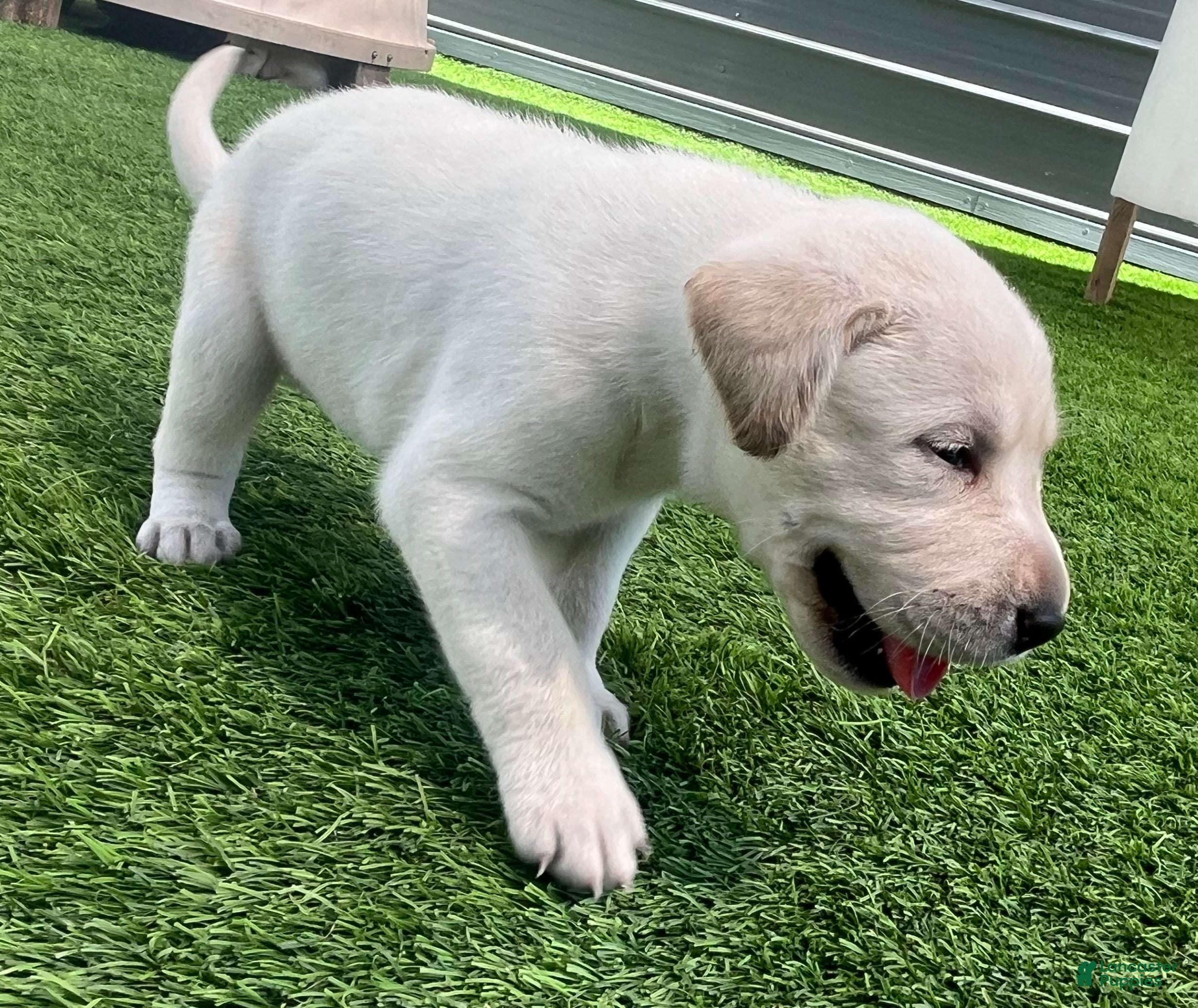 Labrador Retriever dogs for sale: Naan White Female - Ad 3