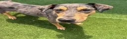 Catahoula Leopard Dog dogs for sale: Nora  - Ad 3