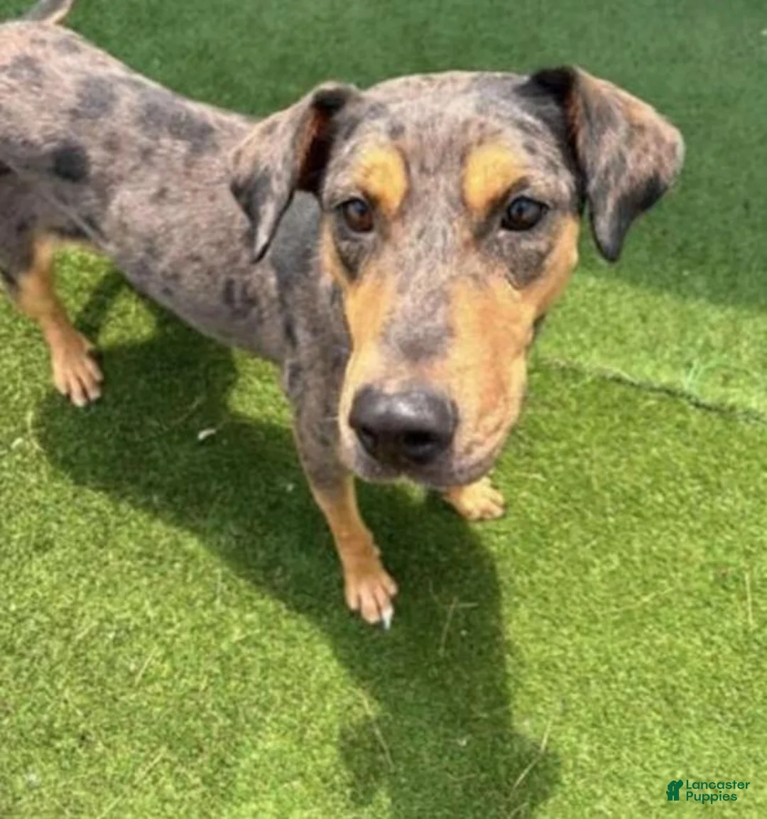 Catahoula Leopard Dog dogs for sale: Nora  - Ad 3