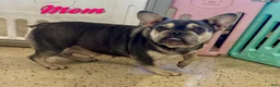 French Bulldog dogs for sale: Rambo - Ad 8