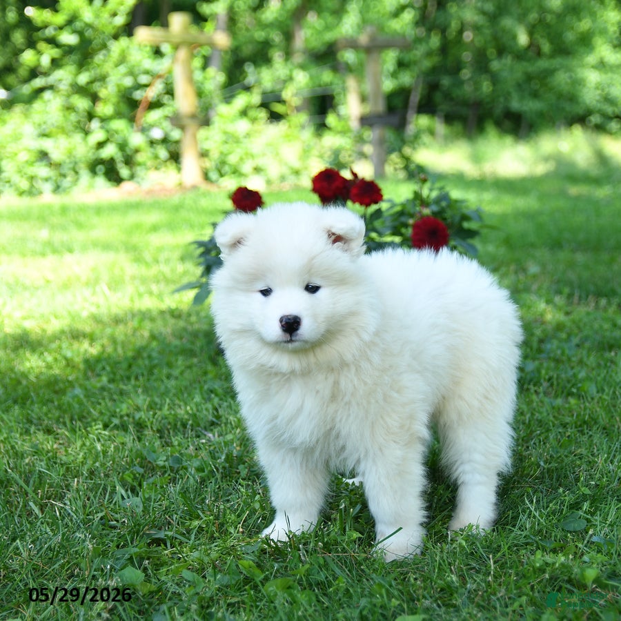 Samoyed dogs Ivory - Ad 2