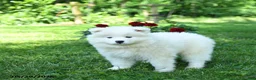 Samoyed dogs for sale: Ivory - Ad 2