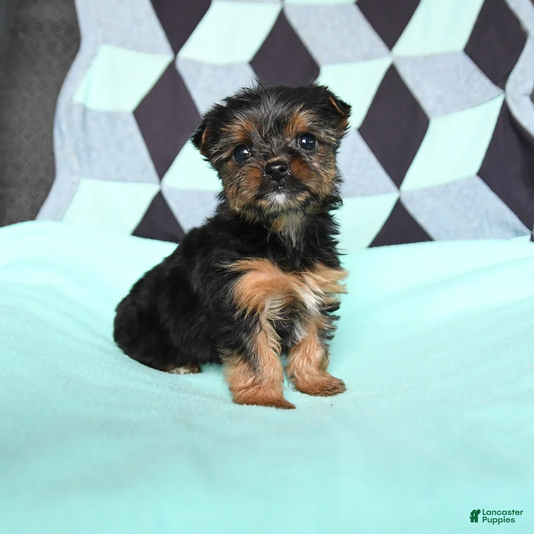 Yorkshire Terrier dogs for sale: Violet - Ad 1