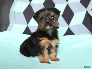 Yorkshire Terrier dogs for sale: Violet - Ad 4