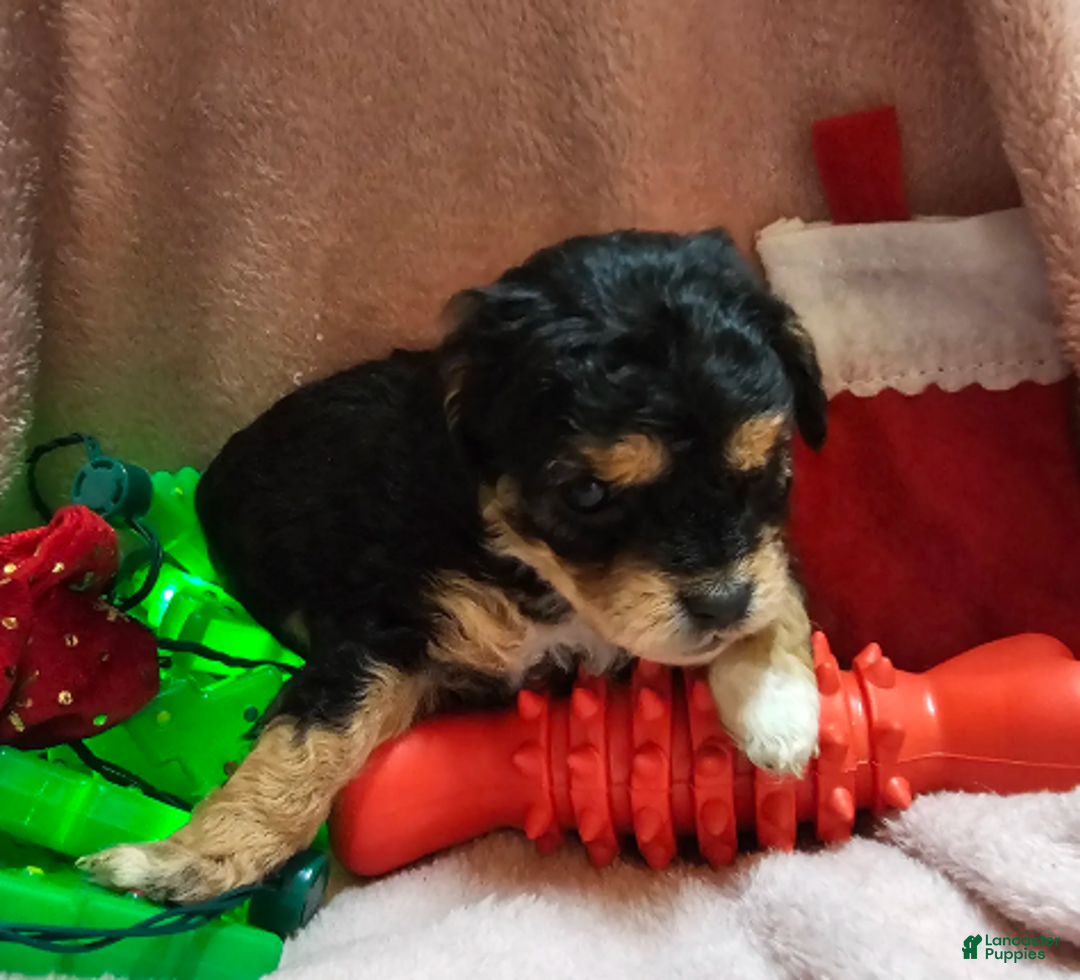 Cavapoo dogs for sale: Bananna - Ad 1