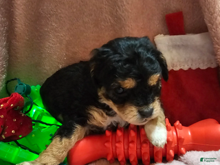 Cavapoo dogs for sale: Bananna - Ad 3