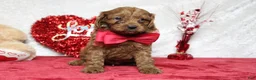 Cavapoo dogs for sale: Cinnamon  - Ad 3