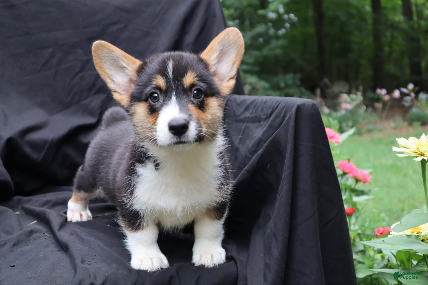 Welsh Corgi Pembroke dogs Poncho - Ad 2