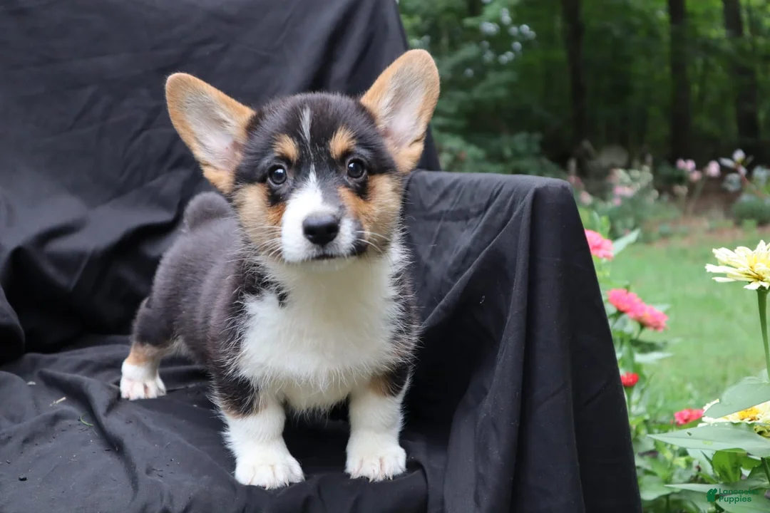 Welsh Corgi Pembroke dogs for sale: Poncho - Ad 2