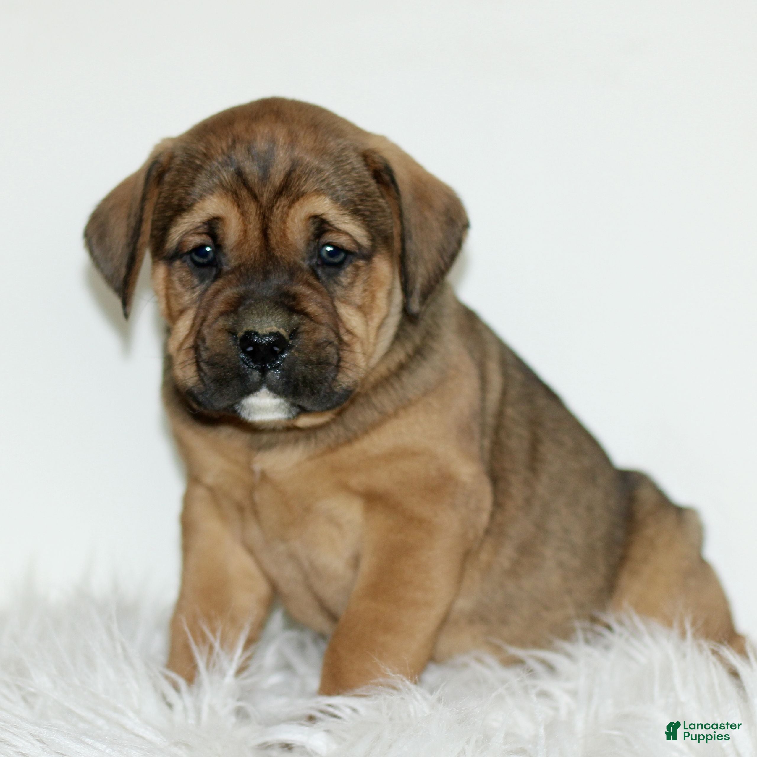 Mixed Breed dogs Dodger  - Ad 26