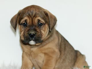 Mixed Breed dogs Dodger - Ad 34