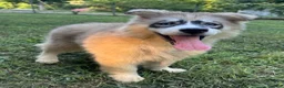Siberian Husky dogs for sale: REYNA - Ad 7