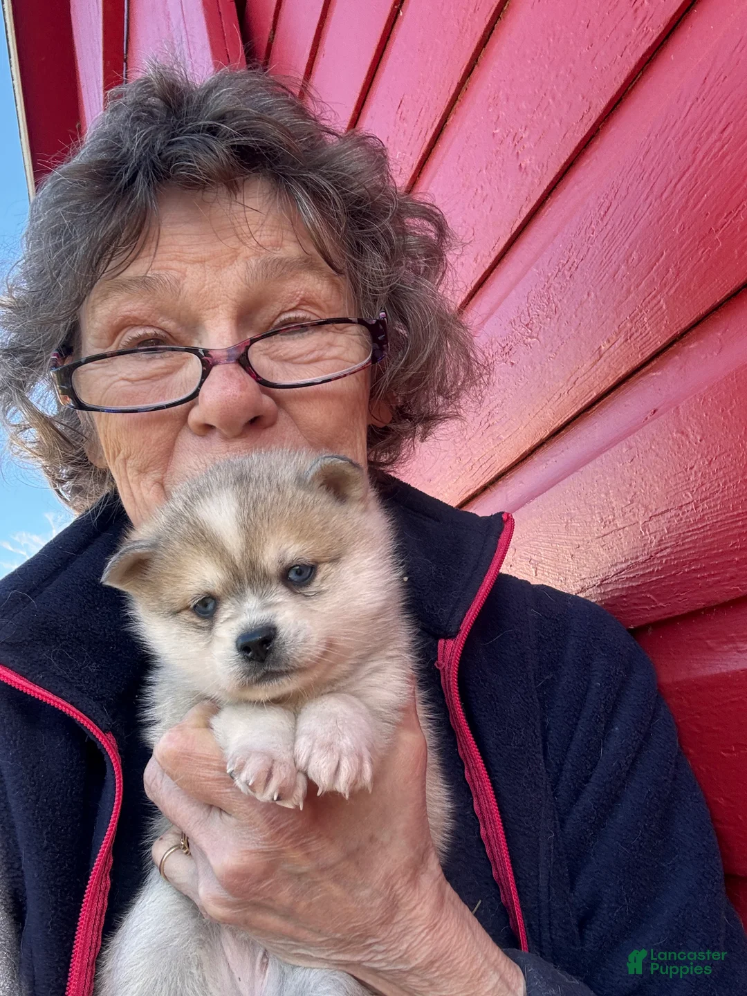 Alaskan Klee Kai dogs for sale: Alaskan Klee Kai Puppy 1 - Ad 2