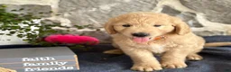 Goldendoodle dogs for sale: Nelson - Ad 15