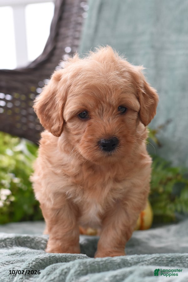 Cockapoo dogs Lucky - Ad 2