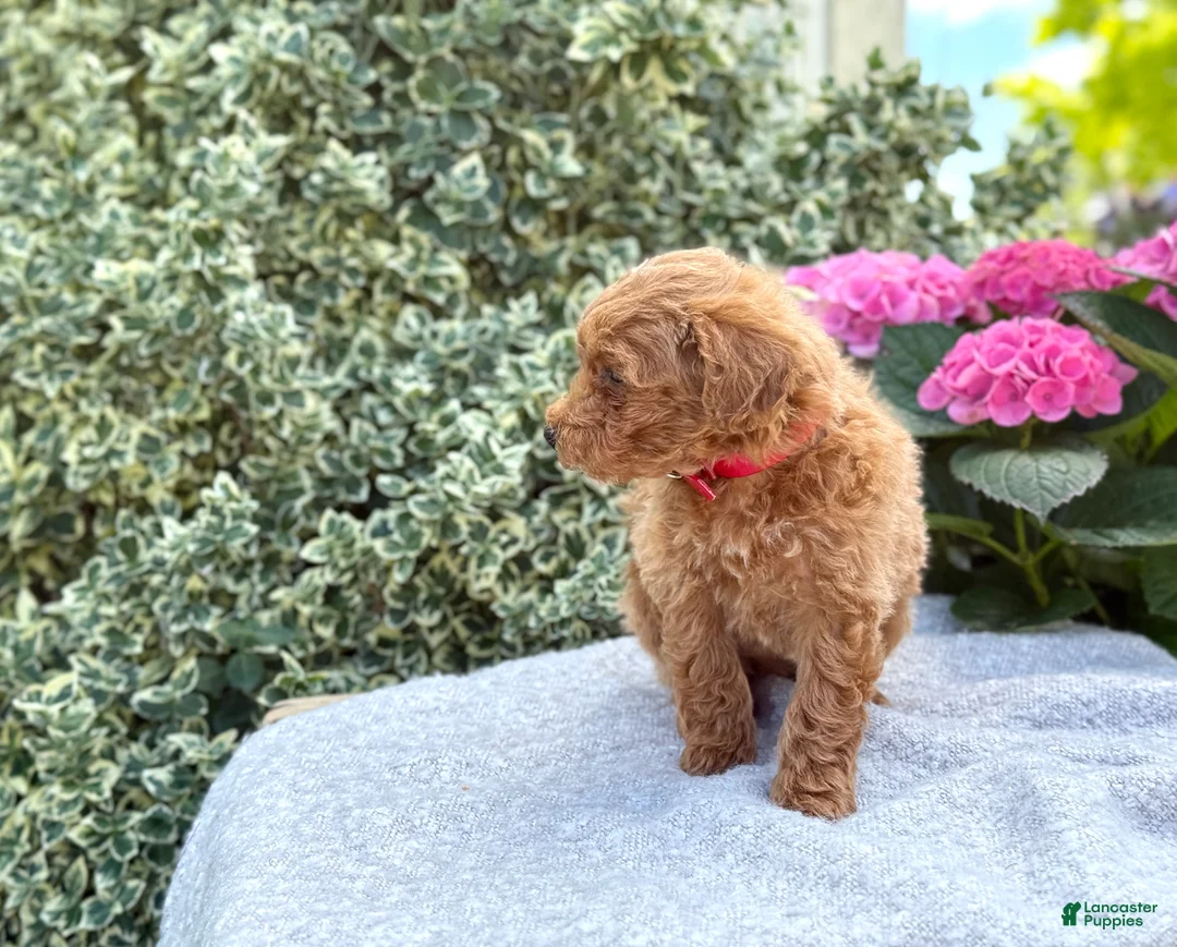 Toy Poodle dogs for sale: Patsy - Ad 2