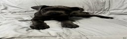 Cane Corso dogs for sale: Lelo - Ad 2