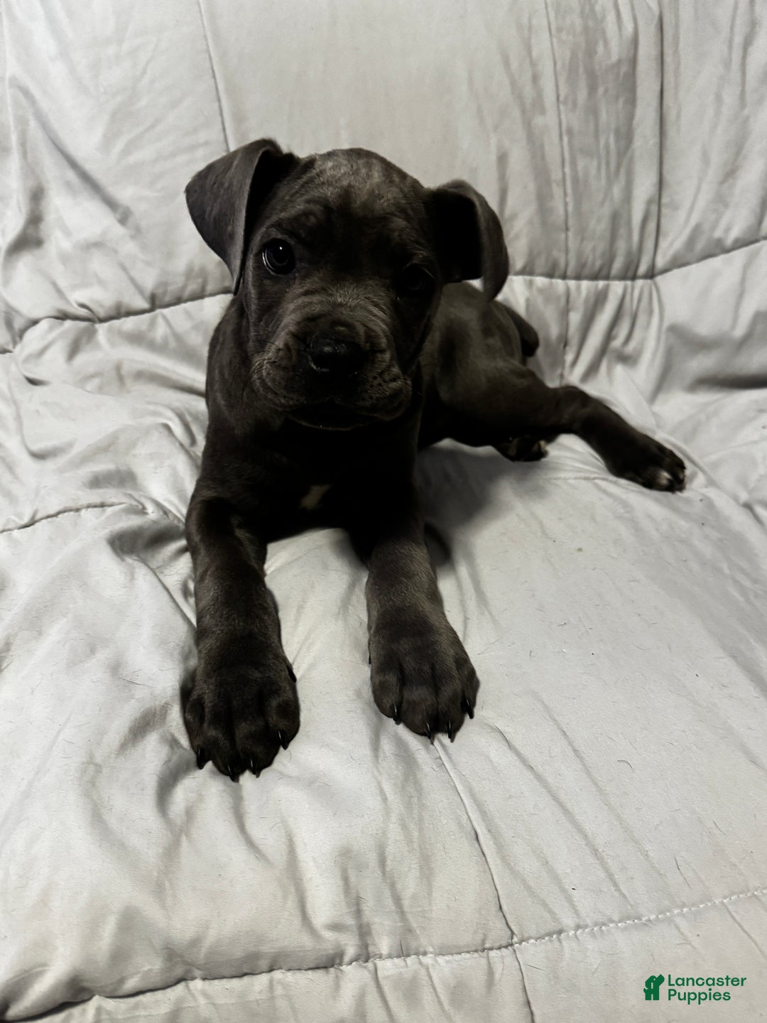 Cane Corso dogs for sale: Lelo - Ad 2