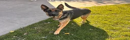 German Shepherd dogs for sale: Demi - Ad 4
