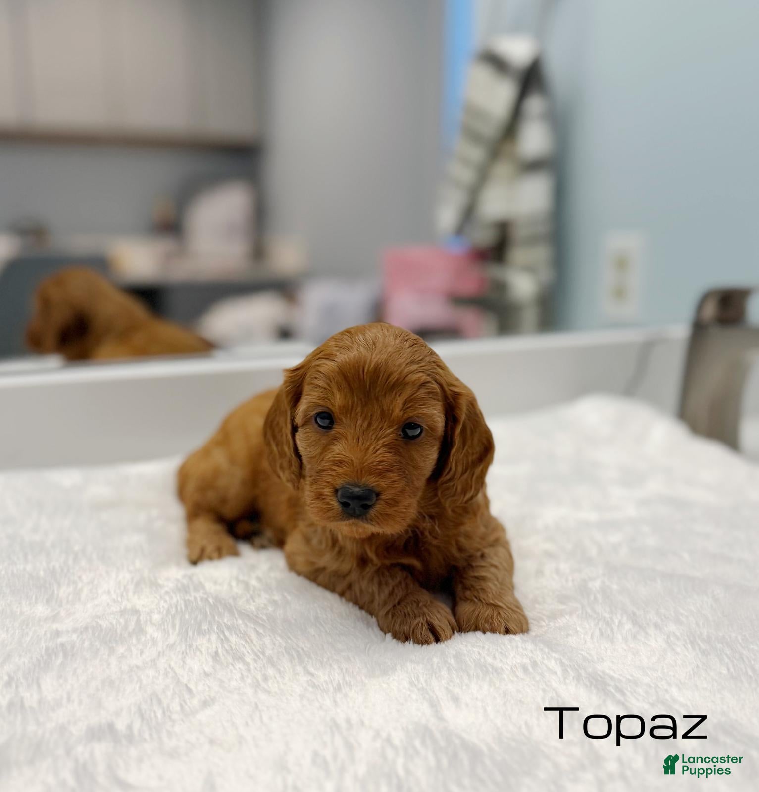 Mini Goldendoodle dogs Topaz - Ad 1