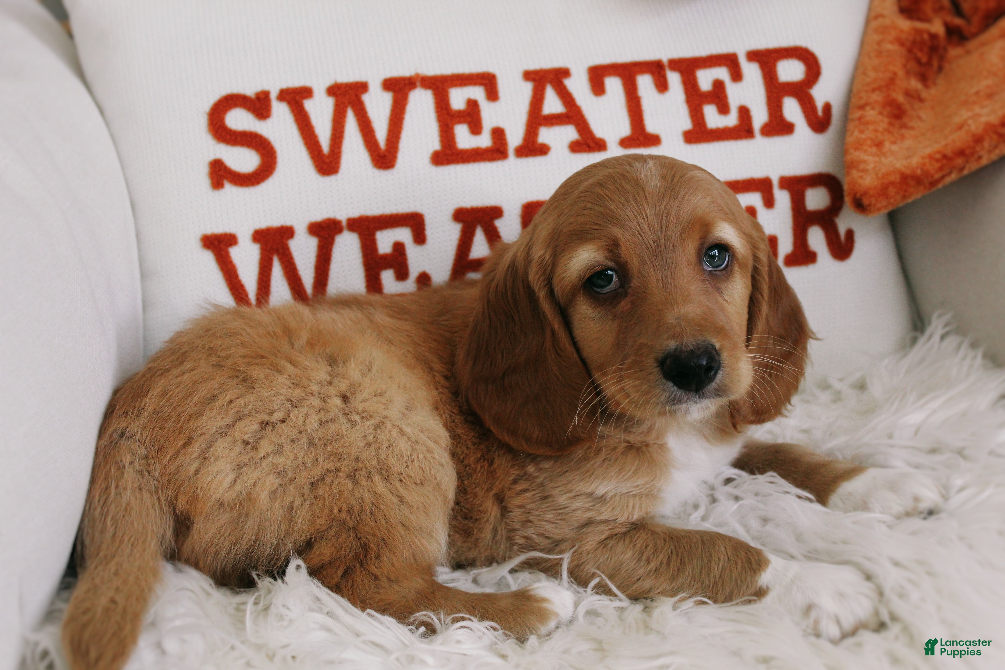 Mixed Breed dogs for sale: Copper - Ad 2