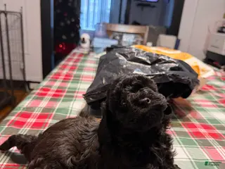 Yorkiepoo dogs for sale: Yorkiepoo Puppy 1 - Ad 4