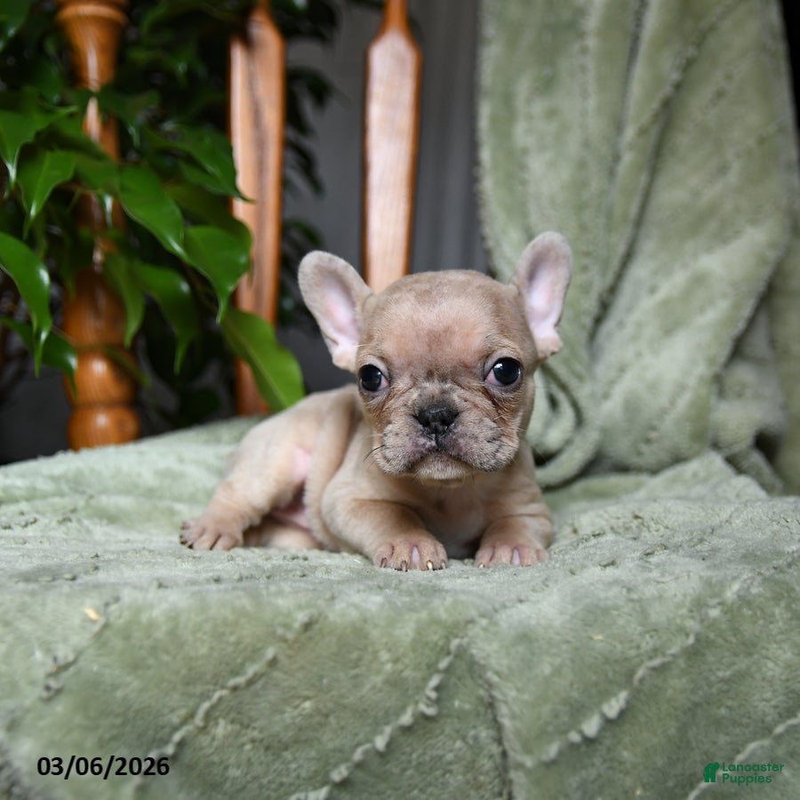 French Bulldog dogs Alice - Ad 2