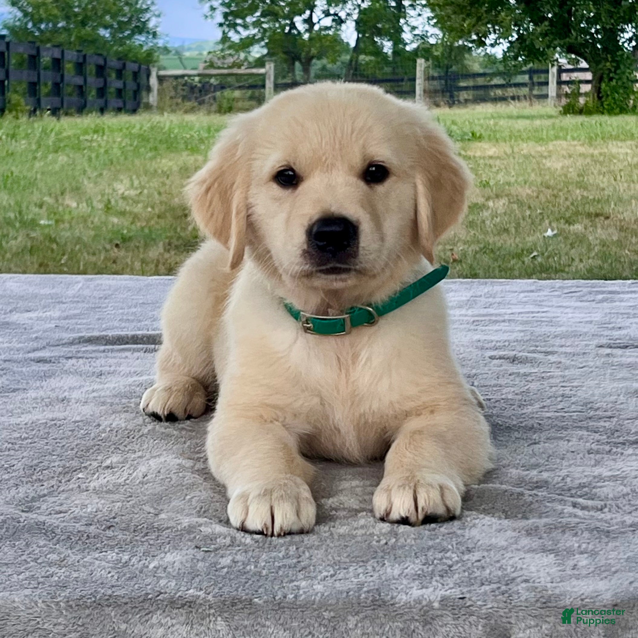 Golden Retriever dogs Chance - Ad 1