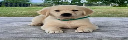 Golden Retriever dogs for sale: Chance - Ad 1