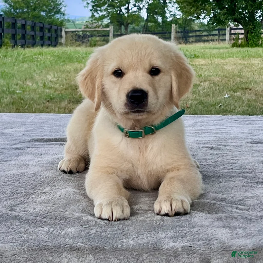 Golden Retriever dogs for sale: Chance - Ad 1
