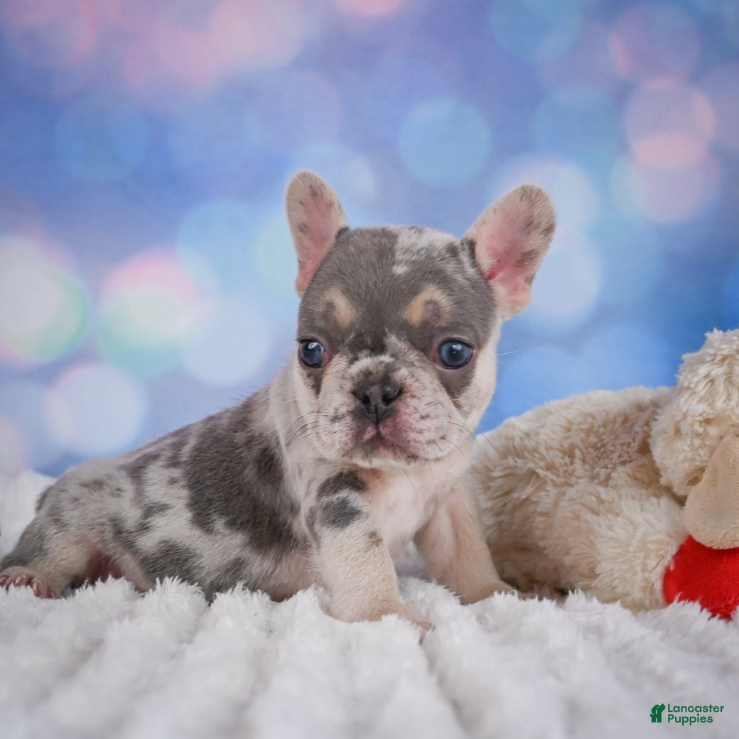French Bulldog dogs for sale: Rose - Ad 2