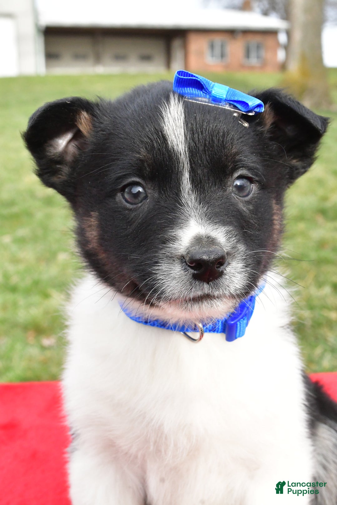 Mixed Breed dogs for sale: Mason - Ad 11