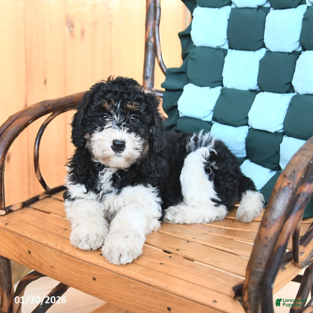 Mini Bernedoodle dogs for sale: Whitney - Ad 2