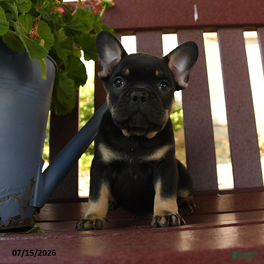 French Bulldog dogs Hamlet - Ad 2