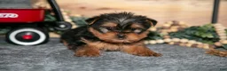 Yorkshire Terrier dogs for sale: Paul - Ad 2