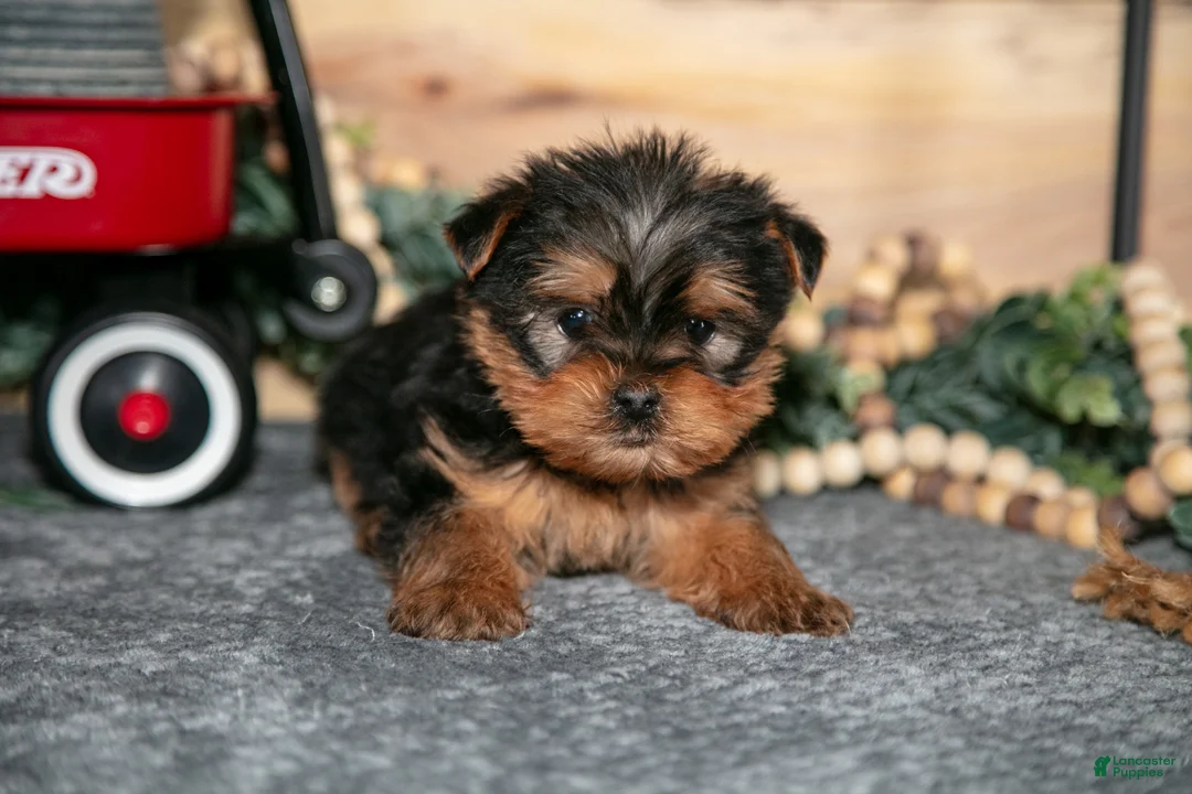Yorkshire Terrier dogs for sale: Paul - Ad 2