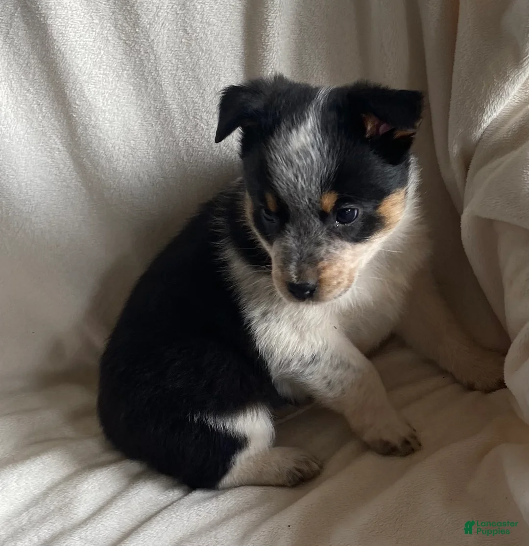 Mixed Breed dogs for sale: Misty  - Ad 1
