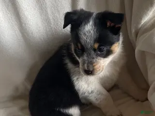 Mixed Breed dogs Misty - Ad 39