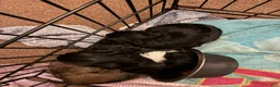 Mixed Breed dogs for sale: Black Jack - Ad 6
